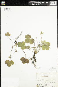 Anemone americana image