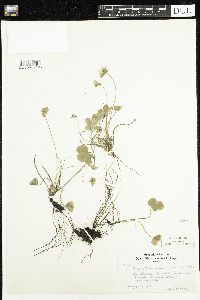 Anemone americana image