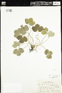 Anemone americana image