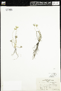 Anemone americana image