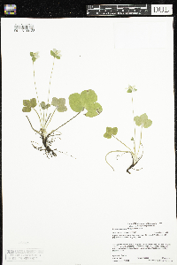 Anemone americana image