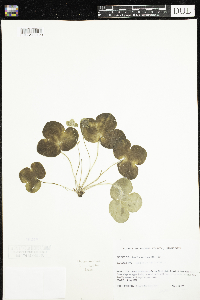 Anemone americana image