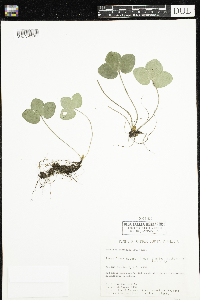 Anemone americana image