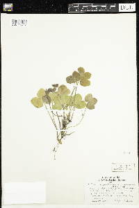 Anemone americana image