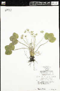 Anemone americana image
