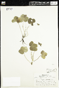 Anemone americana image