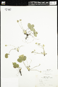 Anemone americana image