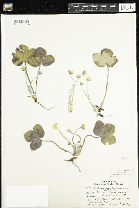 Anemone americana image