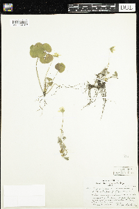 Anemone americana image