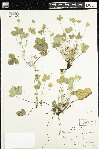 Anemone americana image