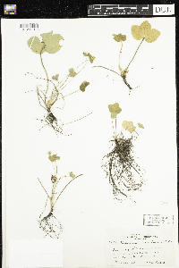 Anemone americana image