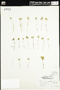 Anemone americana image