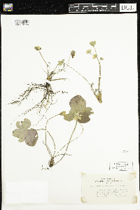 Anemone americana image