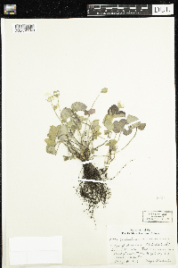 Anemone americana image