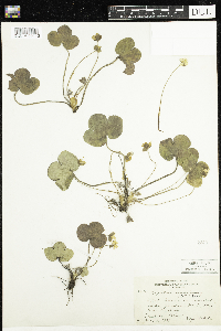 Anemone americana image