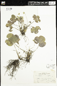 Anemone americana image