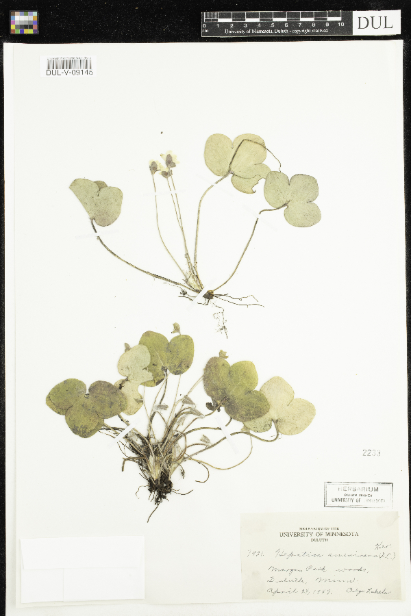 Anemone americana image