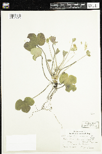 Anemone americana image
