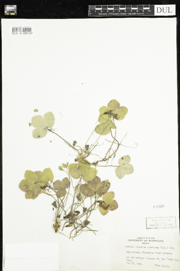 Anemone americana image