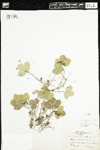 Anemone americana image