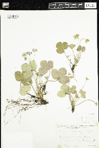 Anemone americana image