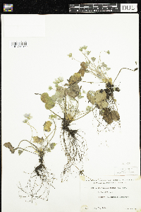 Anemone americana image