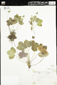 Anemone americana image