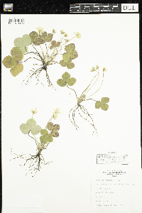 Anemone americana image