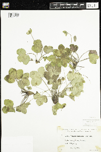 Anemone americana image