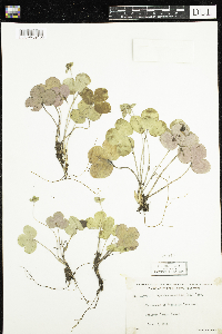 Anemone americana image