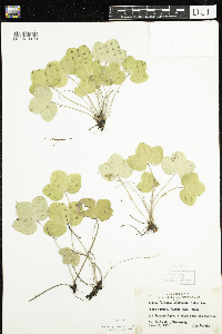 Anemone americana image