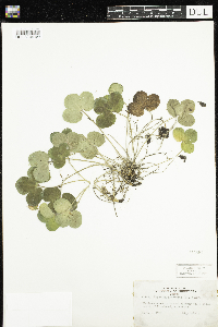 Anemone americana image