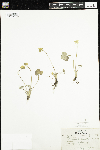 Anemone americana image