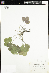 Anemone americana image