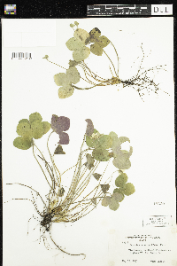 Anemone americana image
