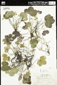 Anemone americana image