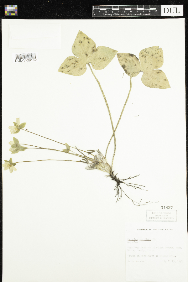 Anemone acutiloba image