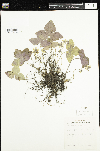 Anemone acutiloba image