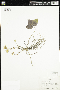 Anemone acutiloba image