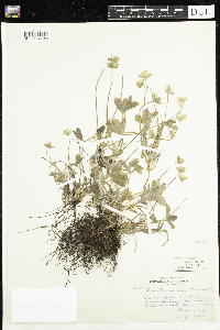 Anemone acutiloba image
