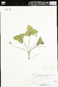 Anemone acutiloba image