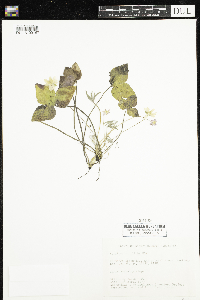 Anemone acutiloba image