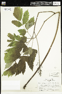 Actaea rubra image