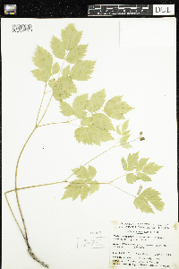 Actaea rubra image