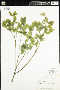 Actaea rubra image