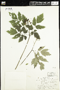 Media resource of Actaea rubra