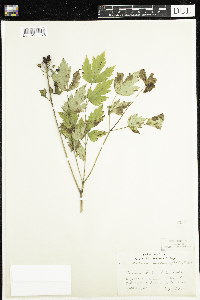 Actaea rubra image