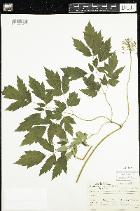 Actaea rubra image