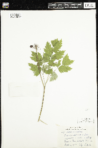 Actaea rubra image