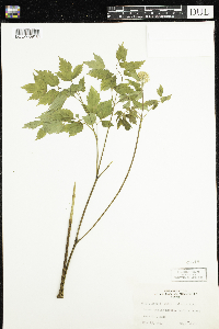 Actaea rubra image